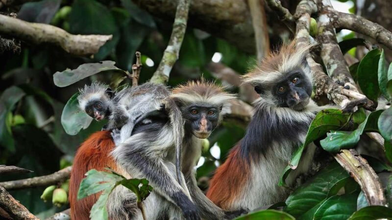 Lunch Break, Mnemba Island, Swim with Turtles, Kendwa Beach - Final Thoughts