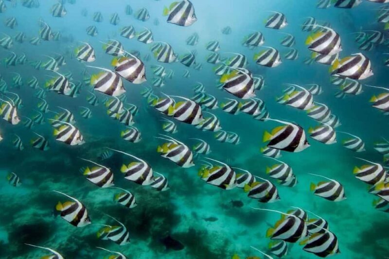 Lunch Break, Mnemba Tour, Swim with Turtles, Kendwa Beach - FAQ