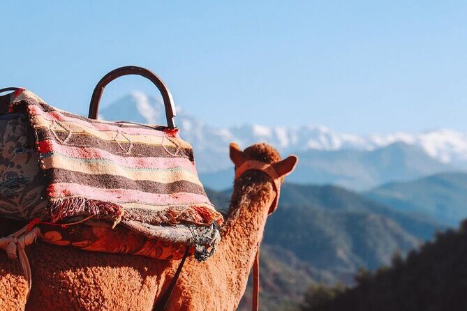 Lunch in the High Atlas: Ourika Valley Waterfalls & 3 Valleys - Authentic Experiences and Honest Feedback