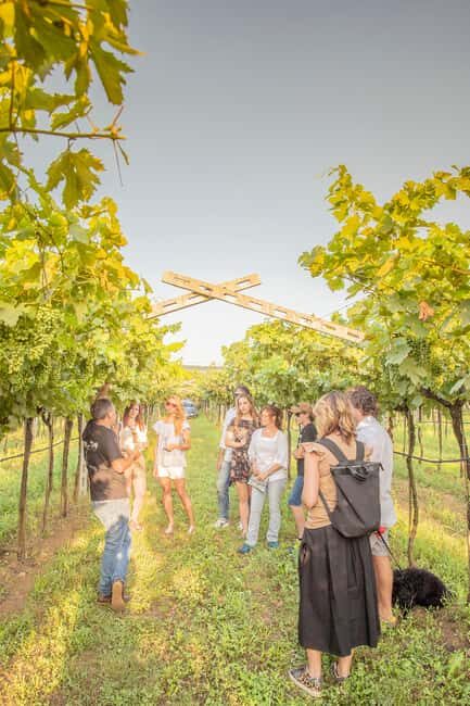 LUNCH IN VERONA: LIGHT LUNCH AMONG THE VINEYARDS AND IN THE WINERY - Key Points