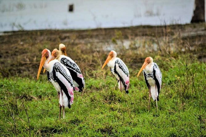 Lunugamvehera National Park Private Safari - An In-Depth Look at the Lunugamvehera Safari Experience
