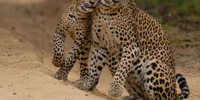 lunugamvehera-national-park-safari-yala-block-v-vi