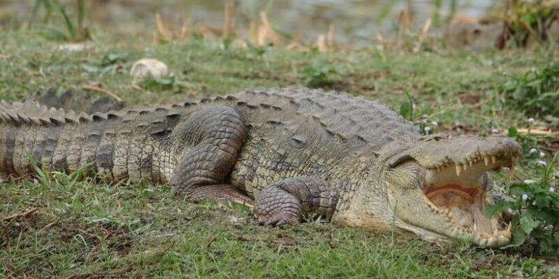 lunugamvehera-national-park-safari-yala-block-v-vi