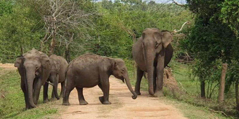 lunugamvehera-national-park-safari-yala-block-v-vi