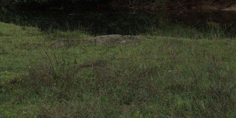 lunugamvehera-national-park-safari-yala-block-v-vi