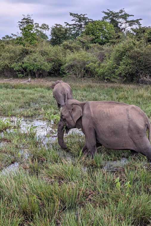 lunugamvehera-national-park-safari-yala-block-v-vi