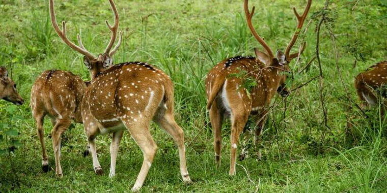 lunugamvehera-national-park-safari-yala-block-v-vi