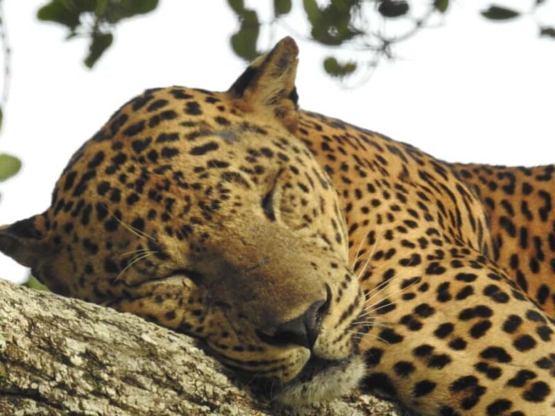 Lunugamwehera National Park (Yala block 5/6) Safari Tour - The Sum Up