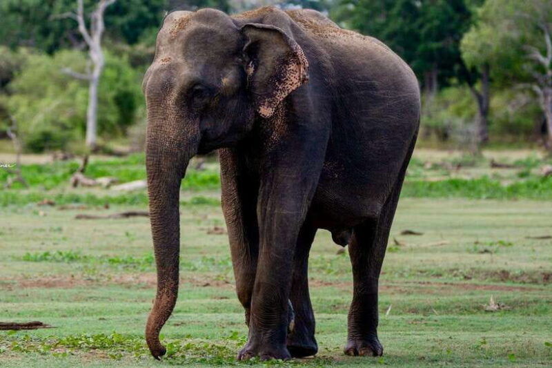 lunugamwehera-np-block-vi-morning-safari-game-drive