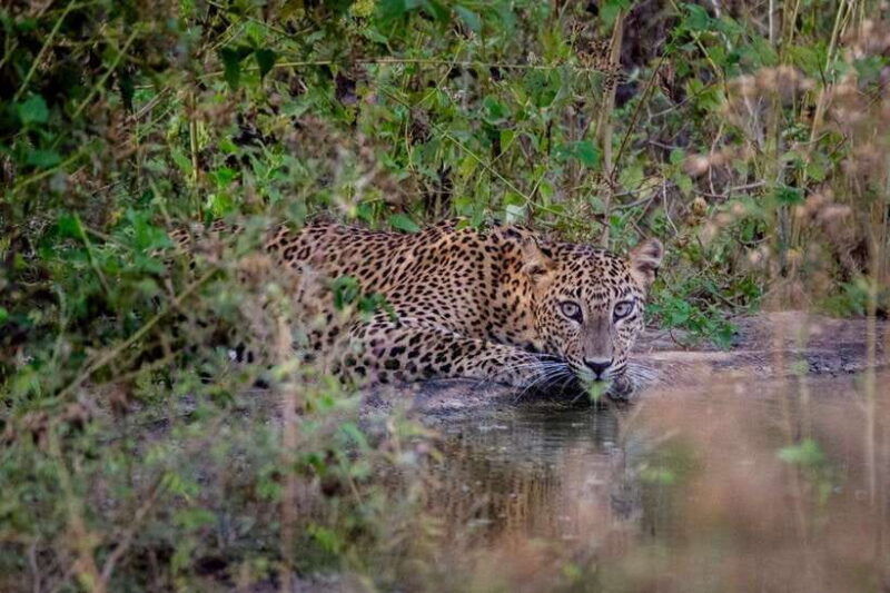 lunugamwehera-np-block-vi-morning-safari-game-drive