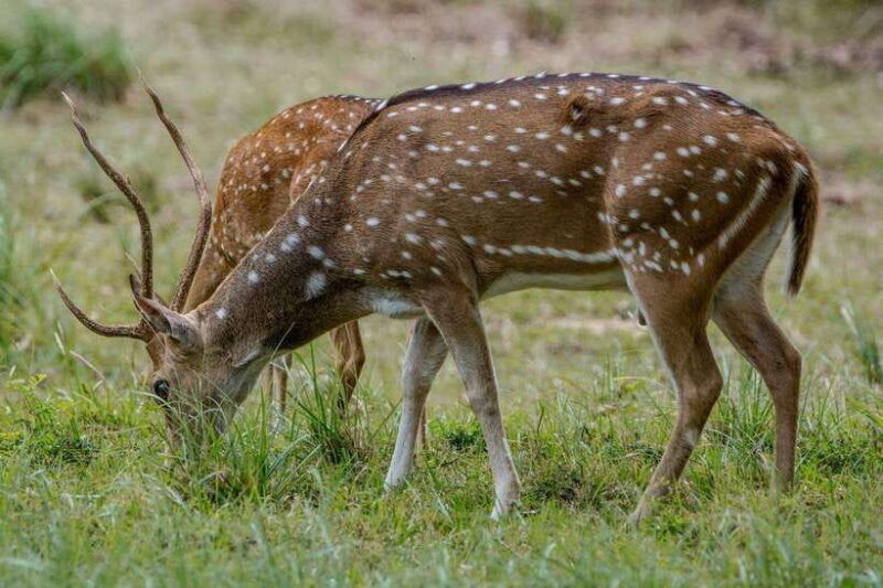 lunugamwehera-np-block-vi-morning-safari-game-drive
