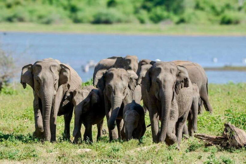 lunugamwehera-np-block-vi-morning-safari-game-drive