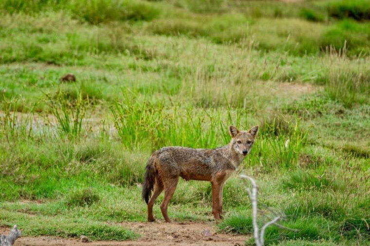 lunugamwehera-np-block-vi-morning-safari-game-drive
