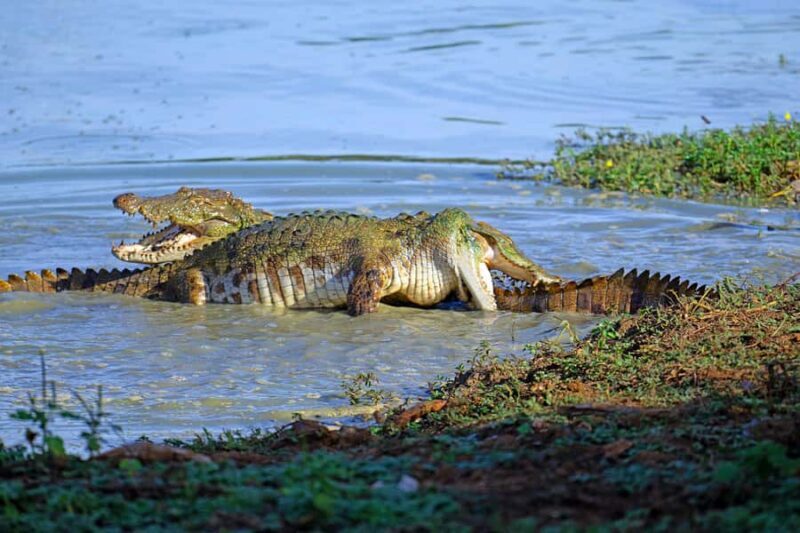 Lunugamwehera & Weheragala: (Yala Block 5 & 6) Safari Tours - A Deep Dive into the Safari Experience