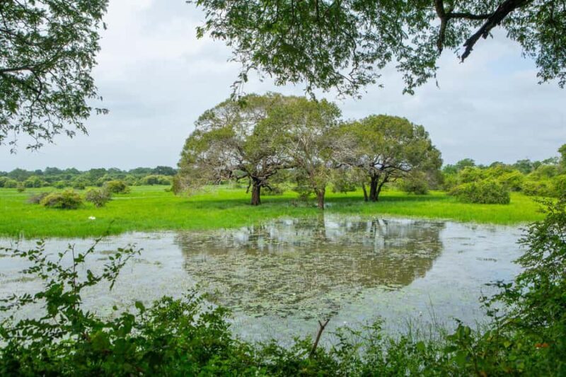 Lunugamwehera & Weheragala: (Yala Block 5 & 6) Safari Tours - Final Thoughts