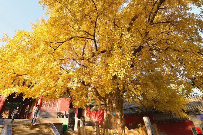 Luoyang Private Tour to Shaolin Temple including Kungfu Lesson - The Sum Up