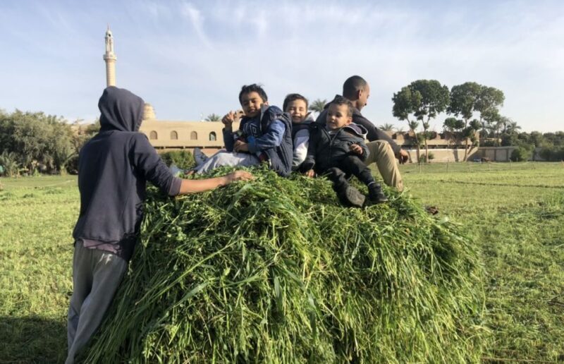 Luxor: Farm Tour 30 Hectares(Breakfast With Arabian Horses) - An Authentic Slice of Egyptian Rural Life
