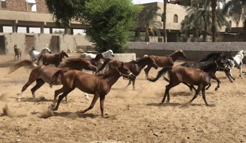 Luxor: Farm Tour 30 Hectares(Breakfast With Arabian Horses) - What It Feels Like