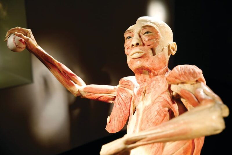 luxor-hotel-bodies-the-exhibition-entry-ticket