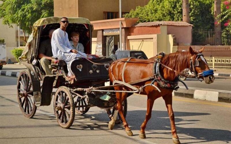 Luxor : Luxor City Tour By Horse Carriage Private Tour - Practical Details