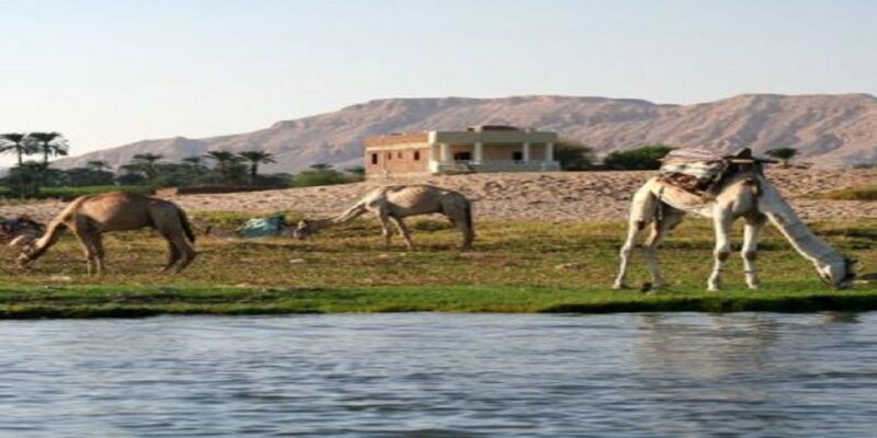 Luxor: Scenic Camel or Horse Ride - What to Expect from the Scenic Ride