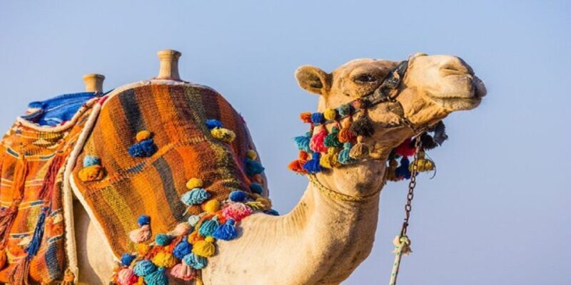 Luxor: Scenic Camel or Horse Ride - The Sum Up