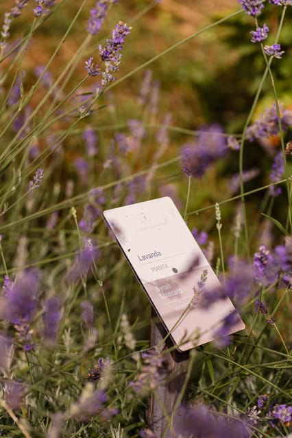 luxurious-wine-experience-savor-venetian-best-vineyards