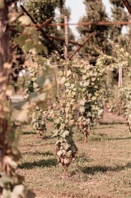 luxurious-wine-experience-savor-venetian-best-vineyards