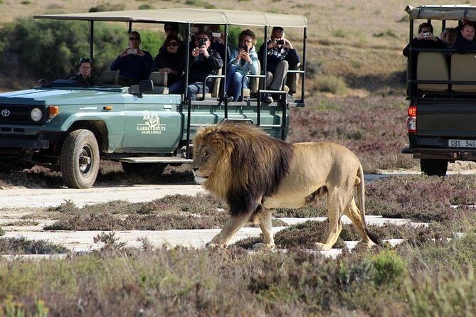 Luxury 2-Day In & Out Garden Route Safari Tour - What makes this tour stand out?  