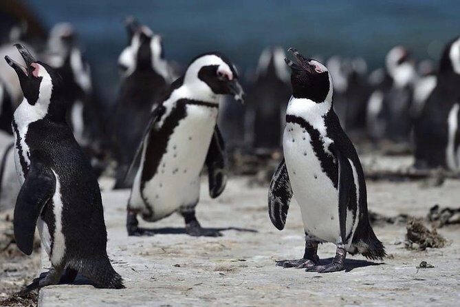 Luxury 2-Day In & Out Garden Route Safari Tour - Practical considerations and tips  