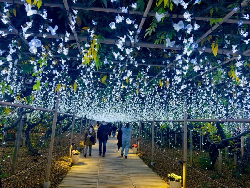 Luxury Ashikaga Flowers Park Tour With Pickup & Drop off - FAQ