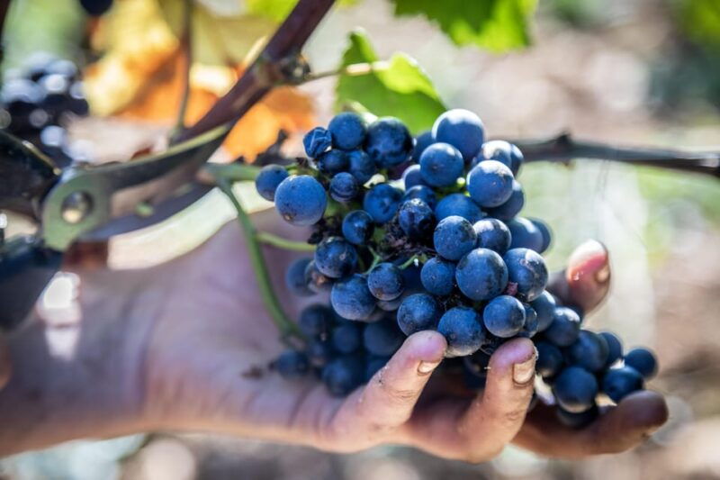 luxury-burgundy-private-wine-tour