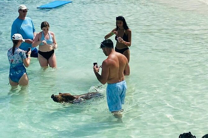 luxury-catamaran-cruise-sip-sail-snorkel-and-swim-with-pigs