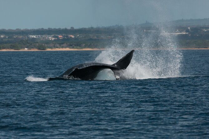 luxury-catamaran-whale-watch-2