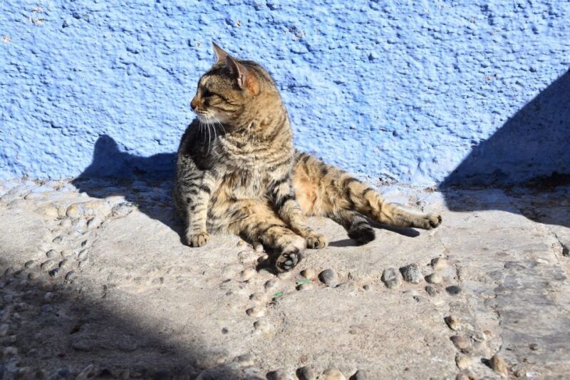 Luxury Chefchaouen : 2-Day Private Journey from Casablanca - Key Points