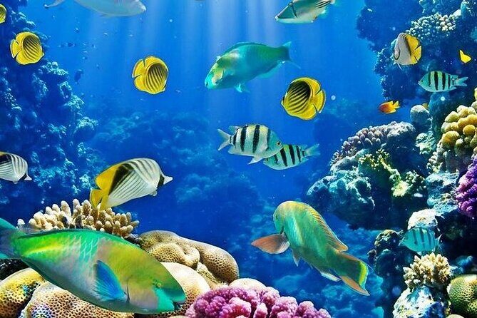 Luxury Cruise to Orange Bay and paradise island Trip-Hurghada - Who Is This Tour Best For?