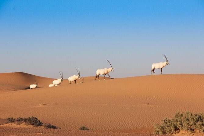 Luxury Desert Safari with Michelin-Curated Fine Dining Experience - A Deep Dive into the Experience