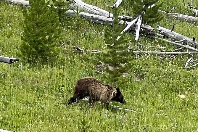 luxury-grand-loop-tour-of-yellowstone-national-park