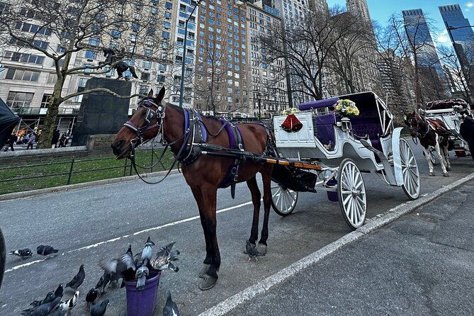 luxury-horse-and-carriage-tours-in-central-park