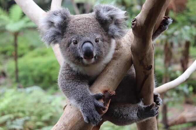 Luxury Hunter Valley Wildlife & Wine Tasting Tour from Sydney - Final Thoughts
