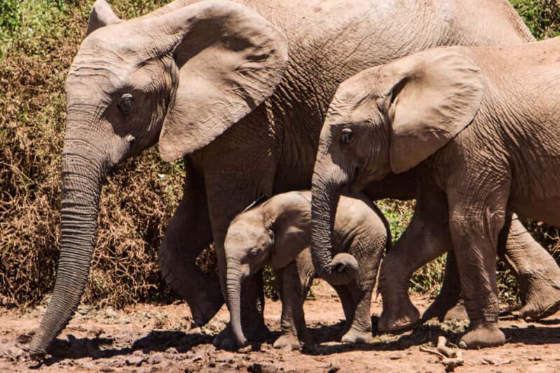 Luxury Kruger National Park: Safari & Panorama Route - Final Thoughts: Who Will Love This Tour?