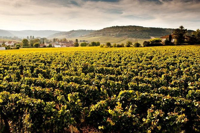 luxury-luxury-wine-tour-experience