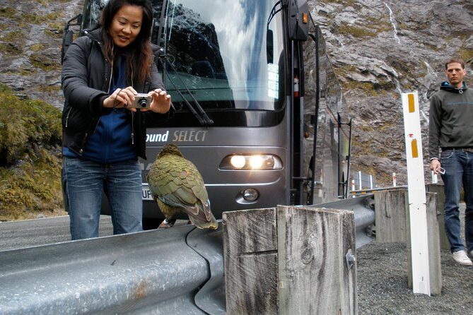 Luxury Milford Sound Coach and Scenic Cruise - A Closer Look at the Experience