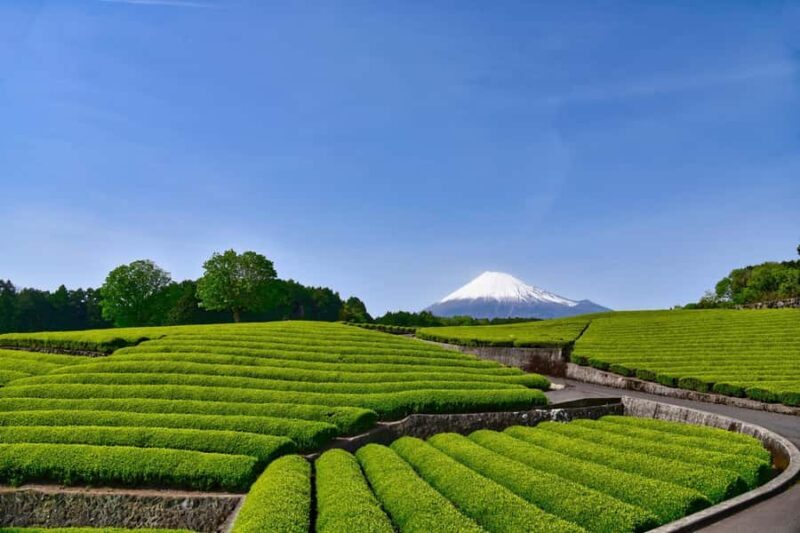 Luxury Mt. Fuji Day Trip by Shinkansen + Private Car - FAQ
