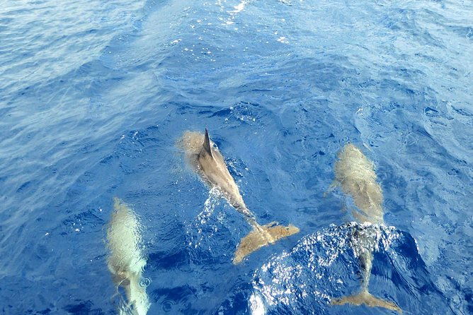luxury-opera-60-whale-dolphin-watching-experience