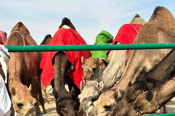 Luxury Overnight Desert Safari in Salalah - The Sum Up: Who is This Tour Perfect For?