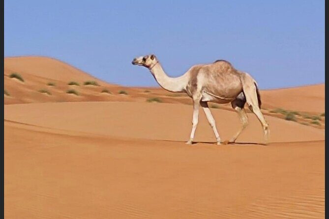 Luxury Overnight Desert Safari in Salalah - FAQ