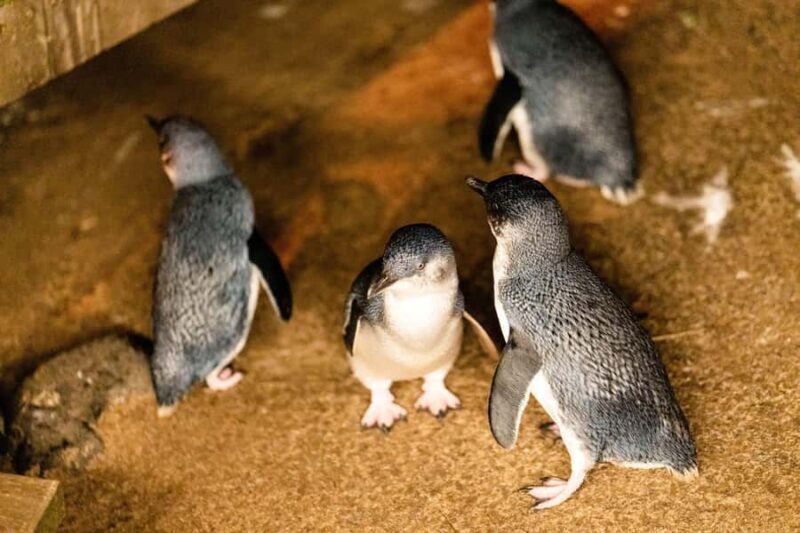 Luxury Phillip Island Tour for Families & Explorers 10 Max - Who Will Love This Tour?