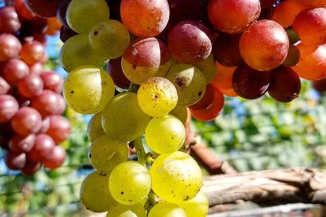 Luxury Private Auckland Wine & Beach Tour with Lunch - Returning to Auckland
