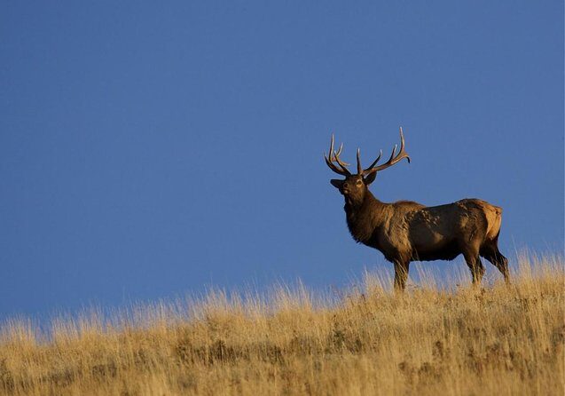 Luxury Private Half-Day Grand Teton National Park Tour - The Itinerary Breakdown